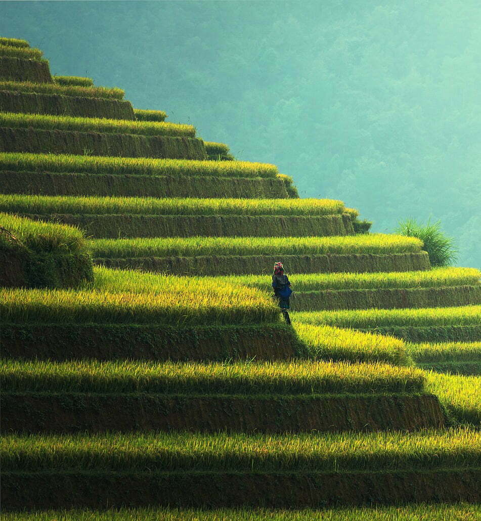 Rizières verdoyantes en escaliers