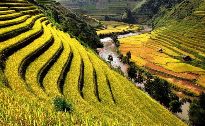 sapa rizières en terrasse Vietnam