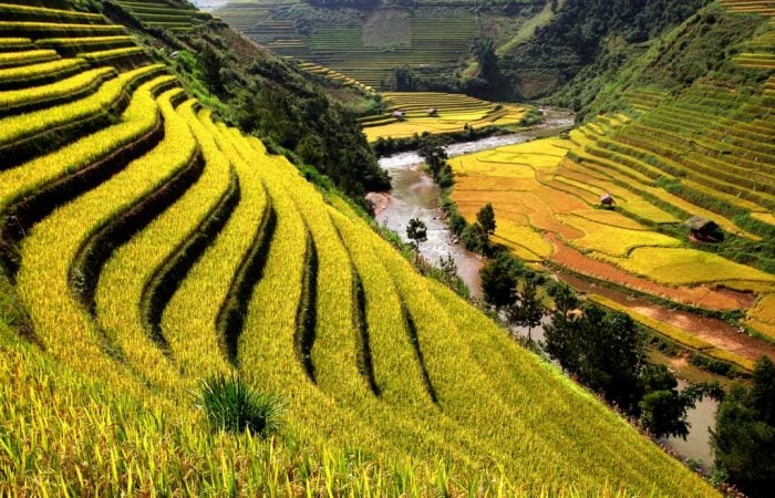 sapa rizières en terrasse Vietnam