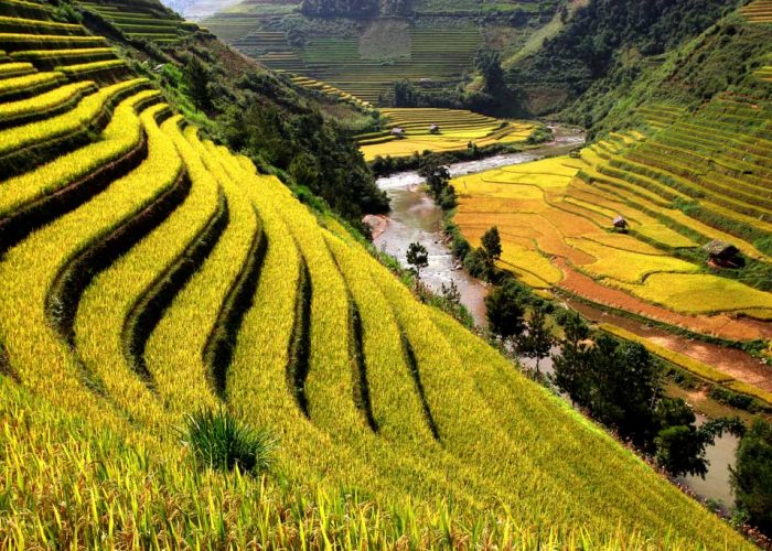 sapa rizières en terrasse Vietnam