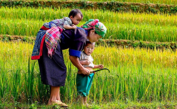 Ethnies du Nord Vietnam famille dans les rizières