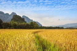 Champ aux teintes jaunes et montagnes en fond