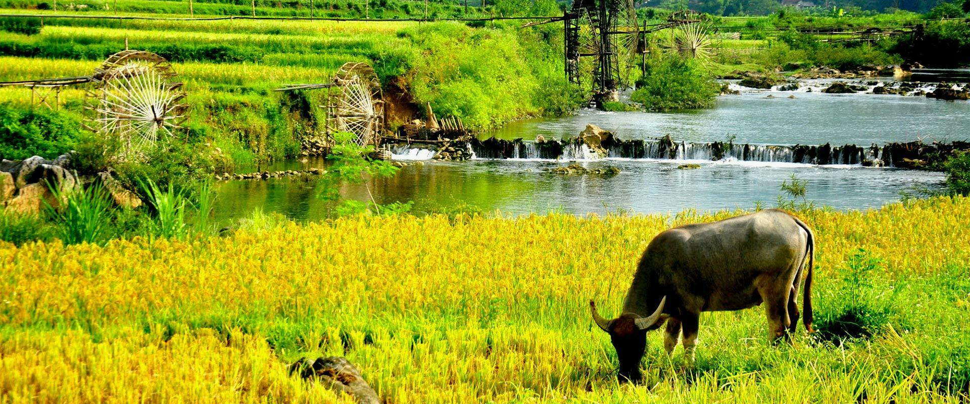 Vietnam, Phu Luong, champ au bord d'une rivière avec un bœuf