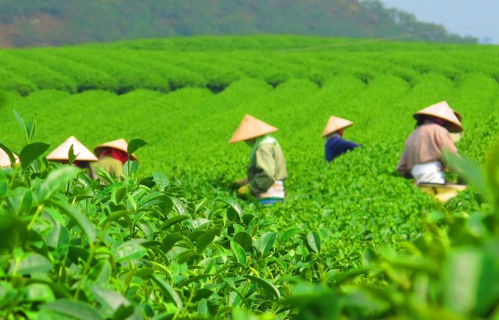 Cueilleurs en plein travail avec leur chapeau conique