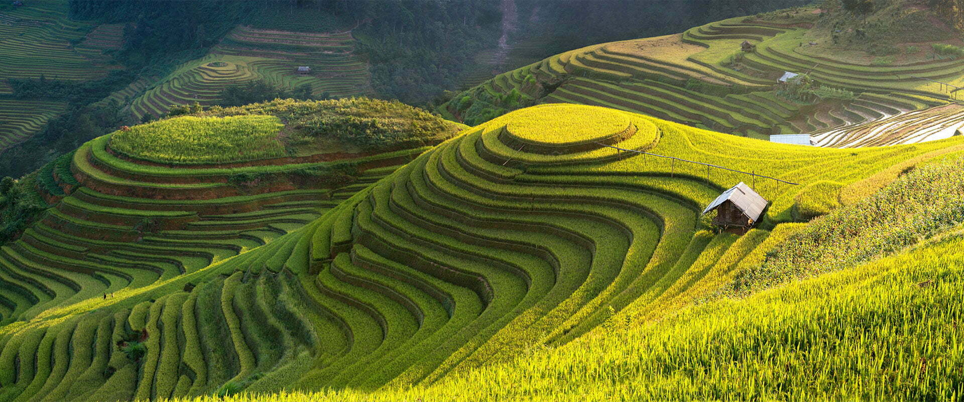 Rizières en terrasse