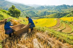 Que faire à Mu Cang Chai : Comment se rendre à Mu Cang Chai ?