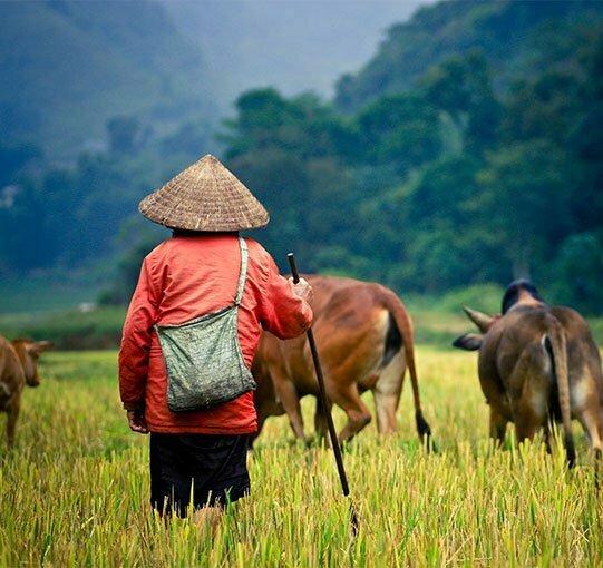 Personne de dos avec un chapeau conique accompagnée de vaches