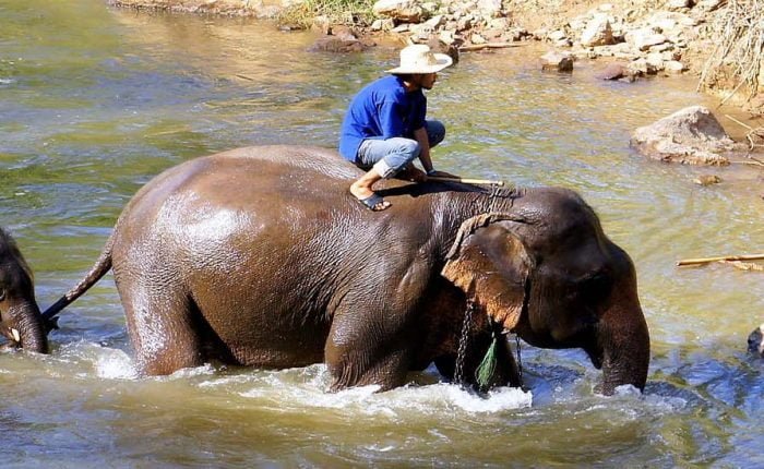 éléphant traversant la rivière Thailande
