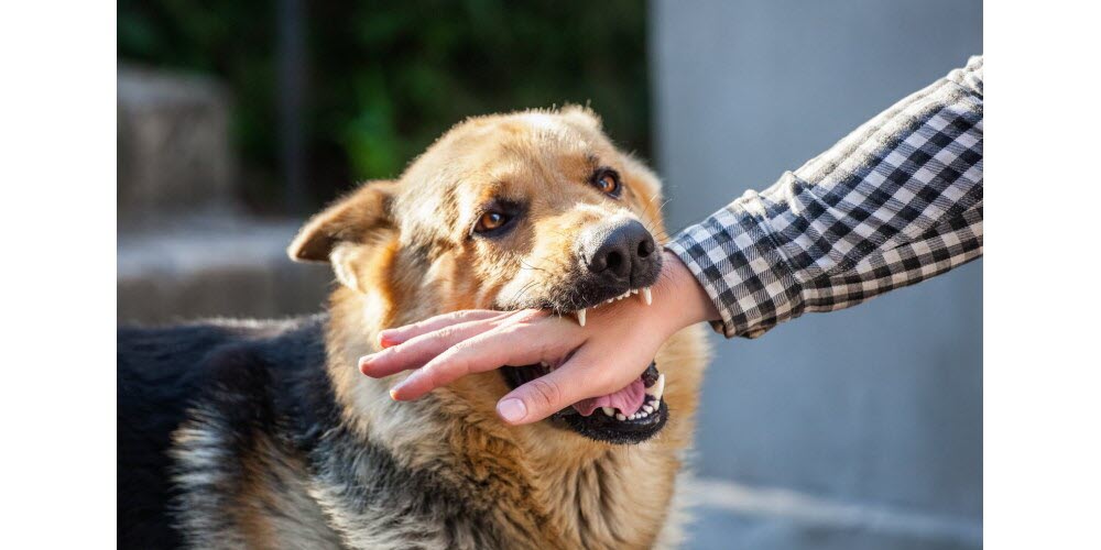 Santé lors du voyage au Vietnam - la rage