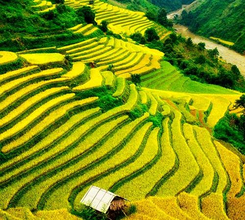 Vue sur les rizières mûres en terrasse de Sapa - une beauté pittoresque du Vietnam