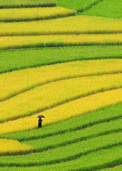 Rizières en terrasses mûres à SaPa