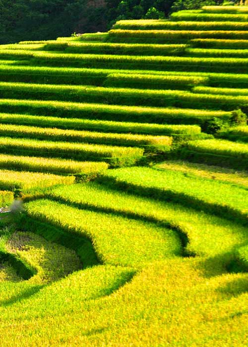 La réserve naturelle de Puluong