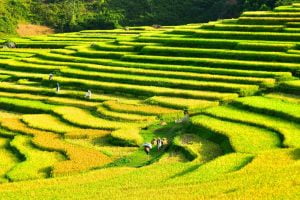 La réserve naturelle Puluong