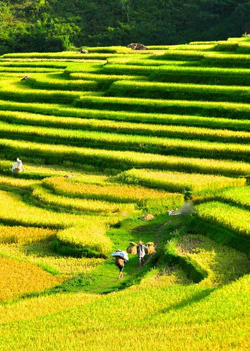 La réserve naturelle de Puluong