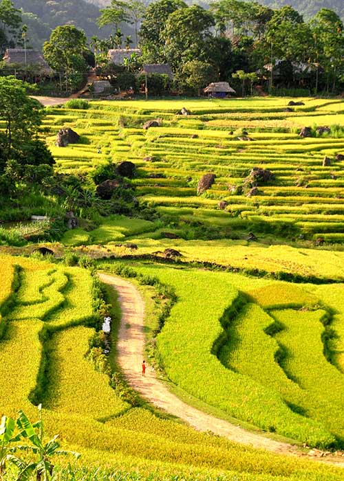 La réserve naturelle de Puluong