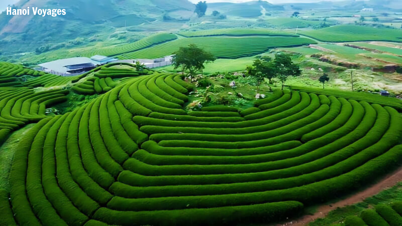 Moc Chau Lieux à visiter lors d'un voyage au Vietnam en janvier