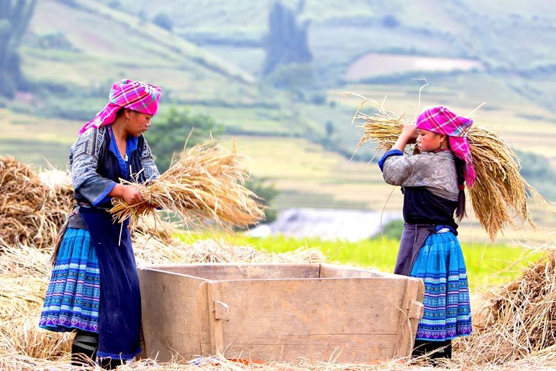Que faire à Mu Cang Chai : Comment se rendre à Mu Cang Chai ?