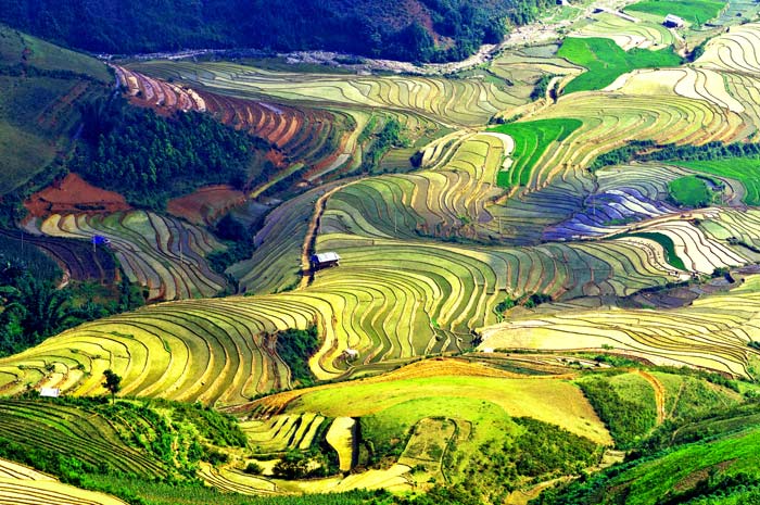 Que faire à Mu Cang Chai ?